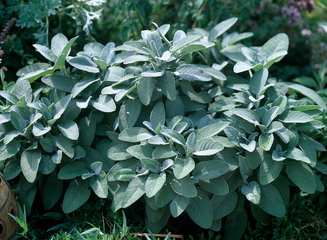 Salvia officinalis 'Berggarten' (sage)