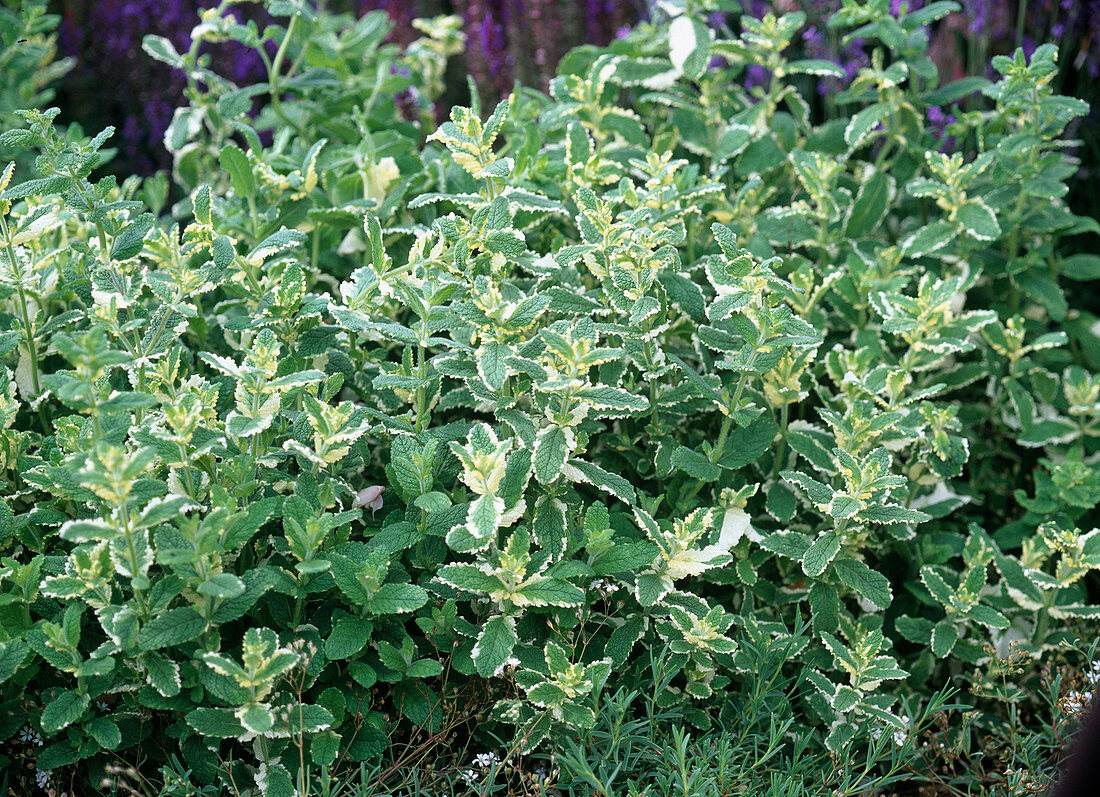 Mentha suaveolens 'Variegata' / Ananasminze