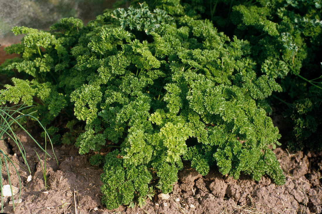 Parsley