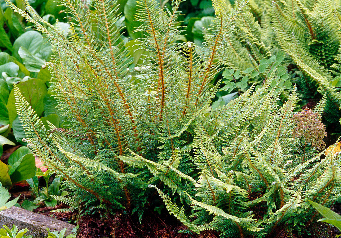 Polystichum setiferum 'Herrenhausen'