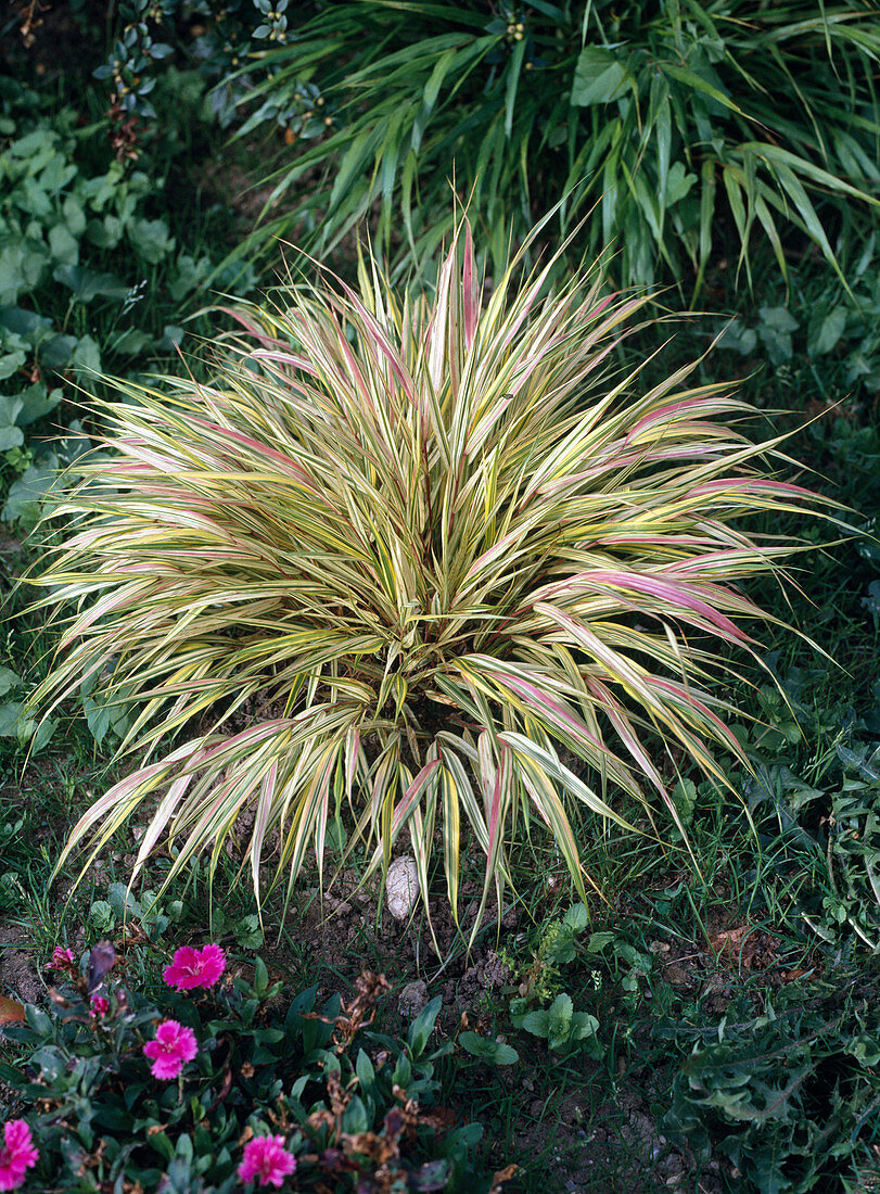 Hakonechloa macra