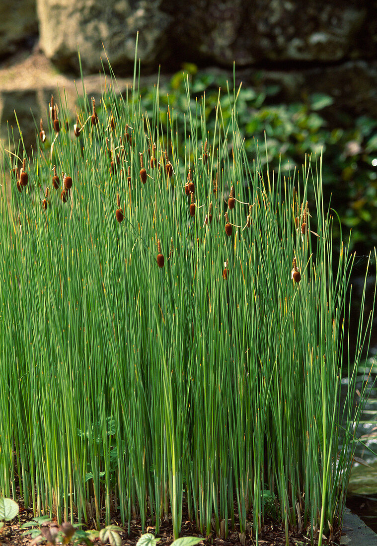 Typha Minima