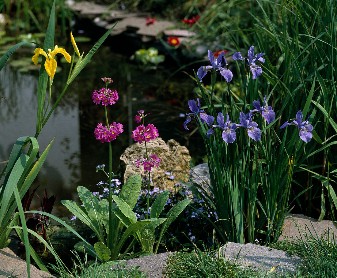 Iris PSEUDACORUS,Primula JAPONICA,