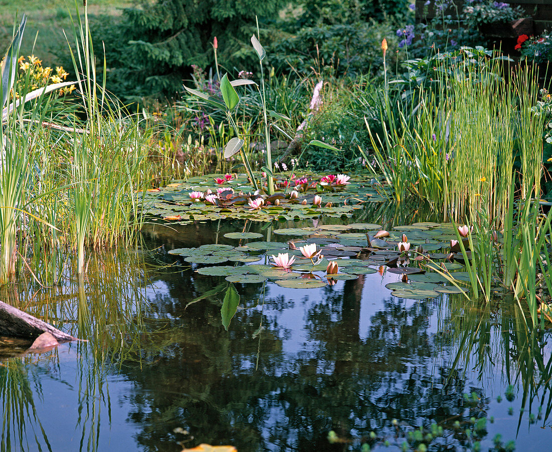 Pond with Nyphaea (water lilies), Thalia, Typha (cattail)