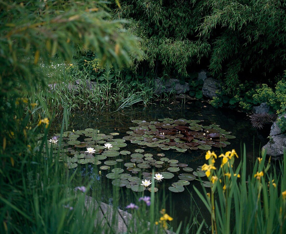 Sinarundinaria muriliae am Teich