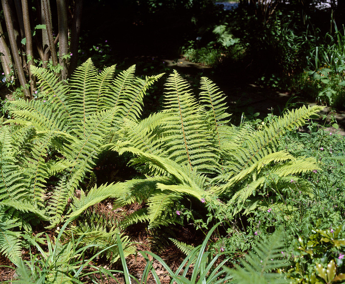 Polystichum Setiferum