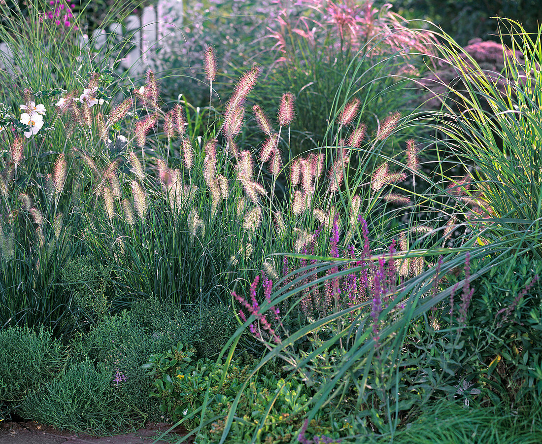 Pennisetum alopecuriodes (Lampenputzergras)