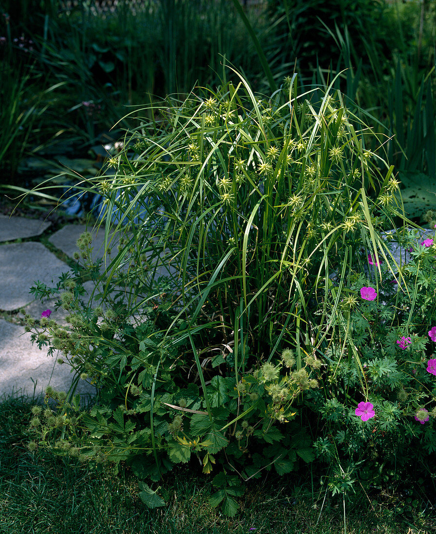 Carex grayi, Morgensternsegge