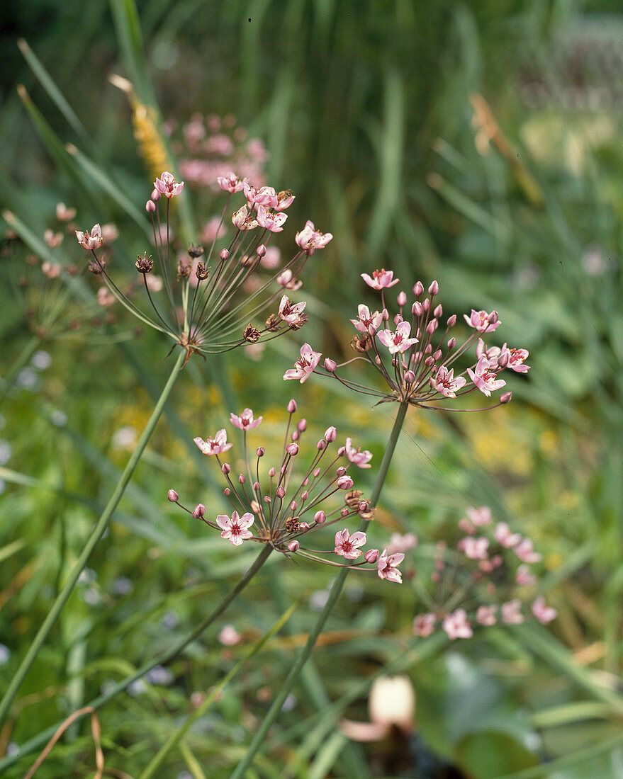 Butomus umbellatus