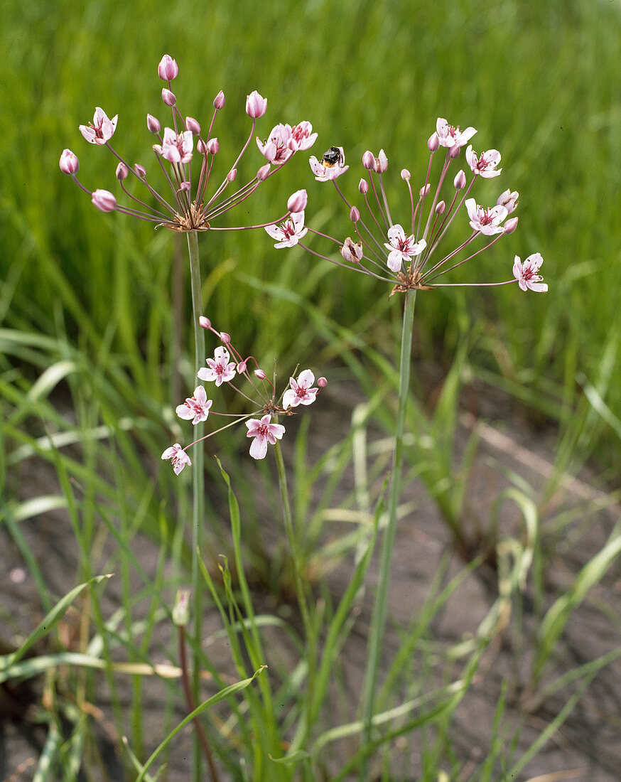 Butomus umbellatus