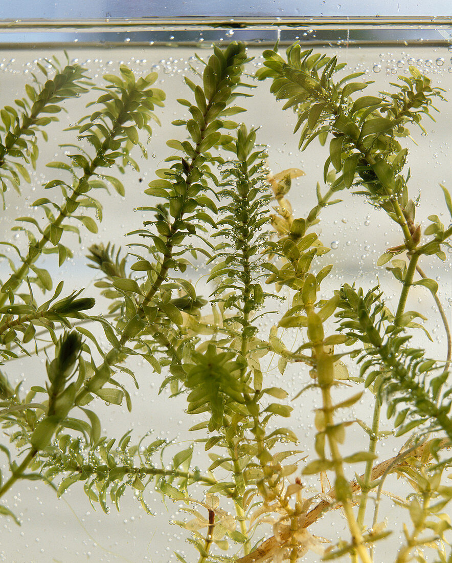 Elodea CANADENSIS