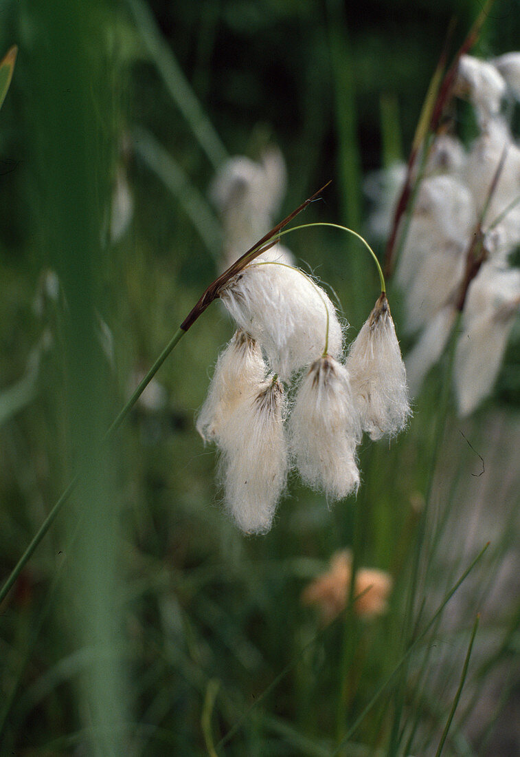 Eriophorum latifolium