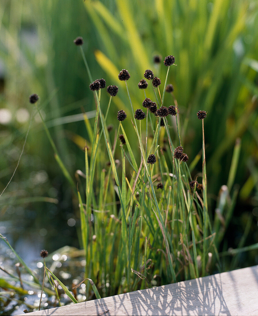 Juncus ensifolius