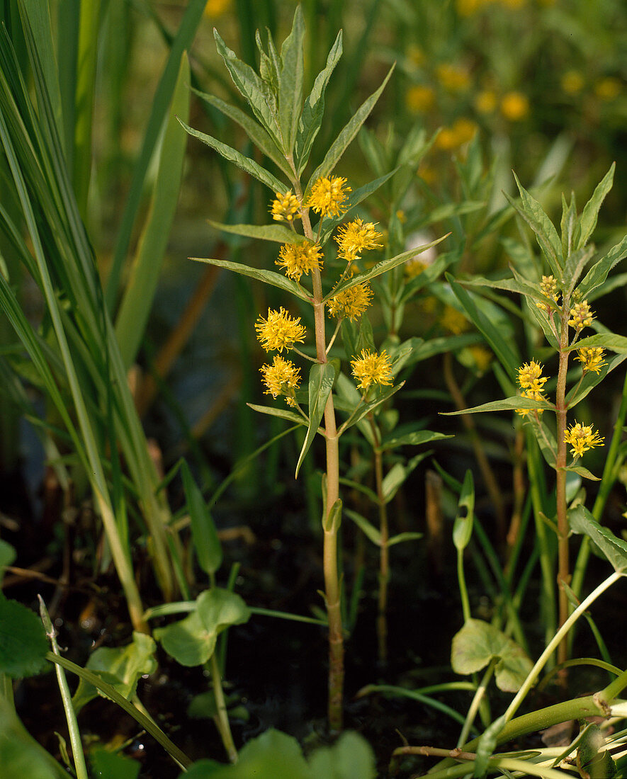 Lysimachia thyrsiflora