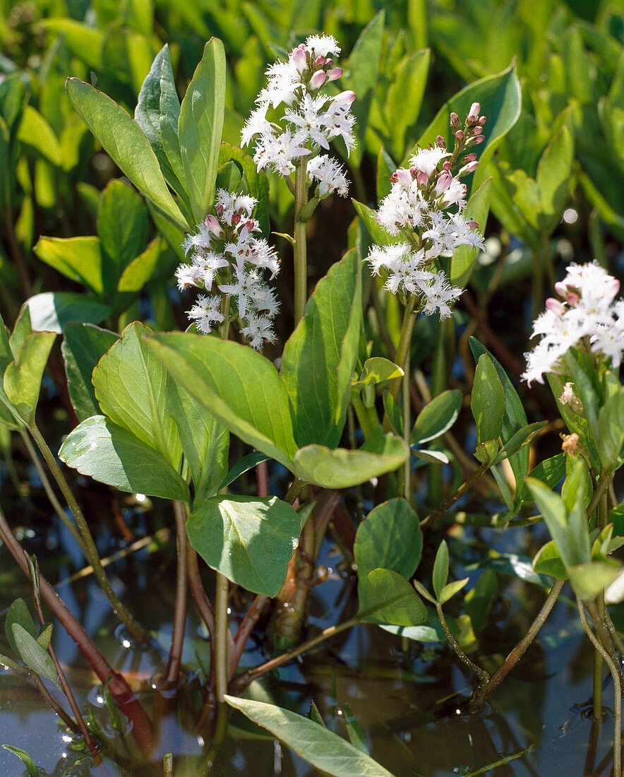 Menyanthes trifoliata