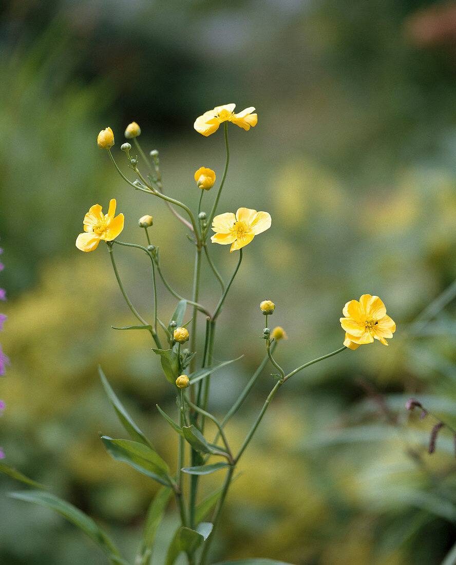 Ranunculus flammula