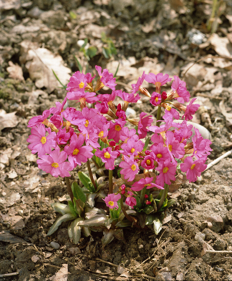 Primula rosea