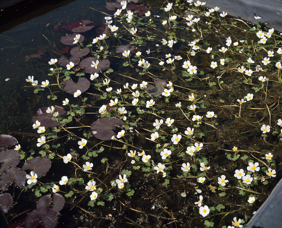 Ranunculus aquatilis