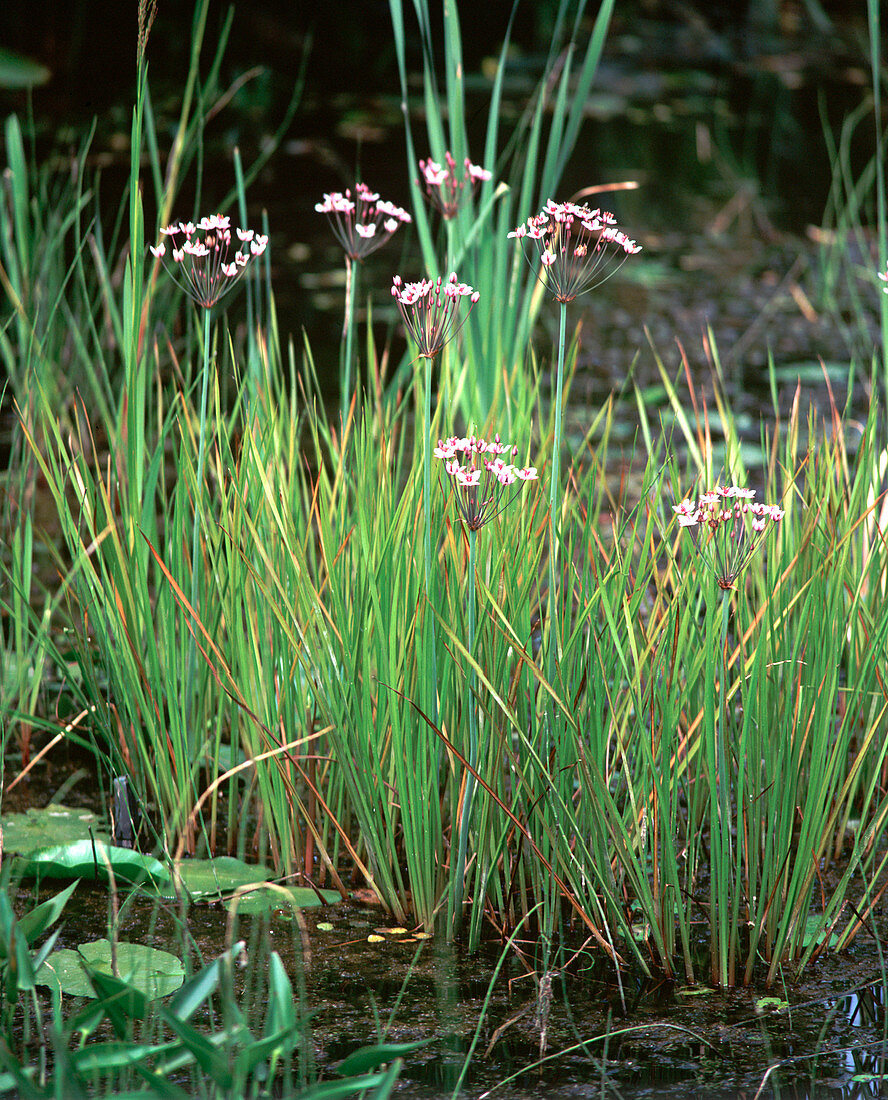 Butomus umbellatus