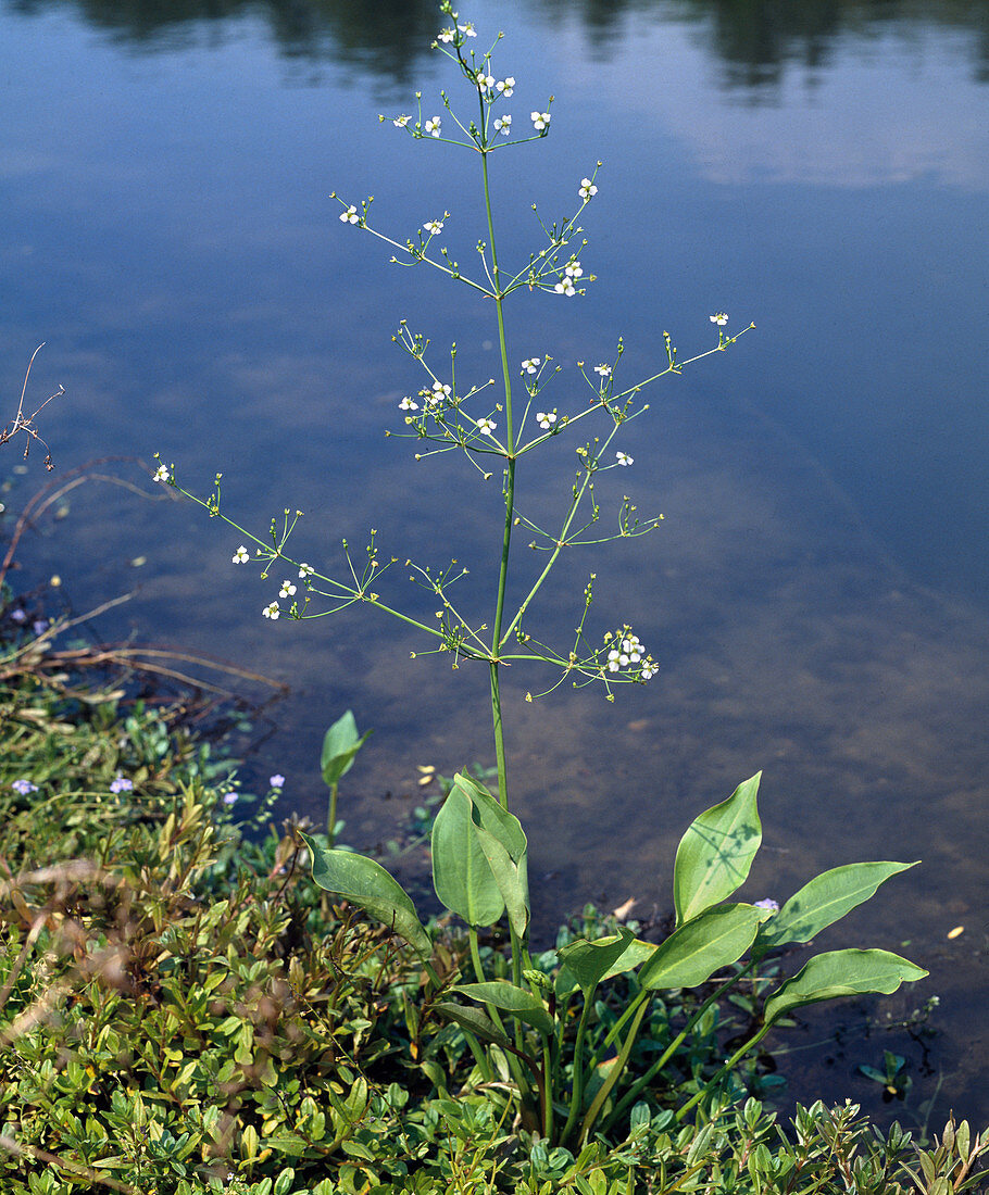 Alisma plantago-aquatica (Froschlöffel)