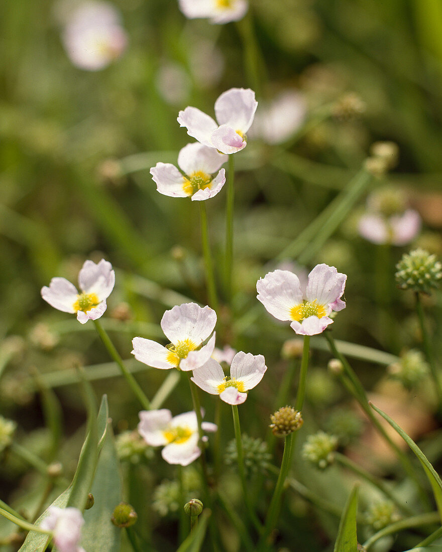 Baldellia ranunculoides