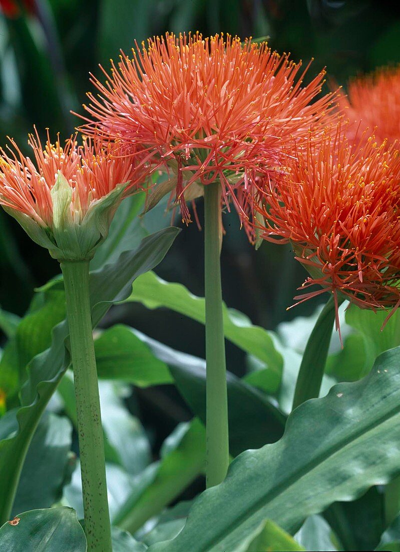 Haemanthus puniceus (Blutblume)