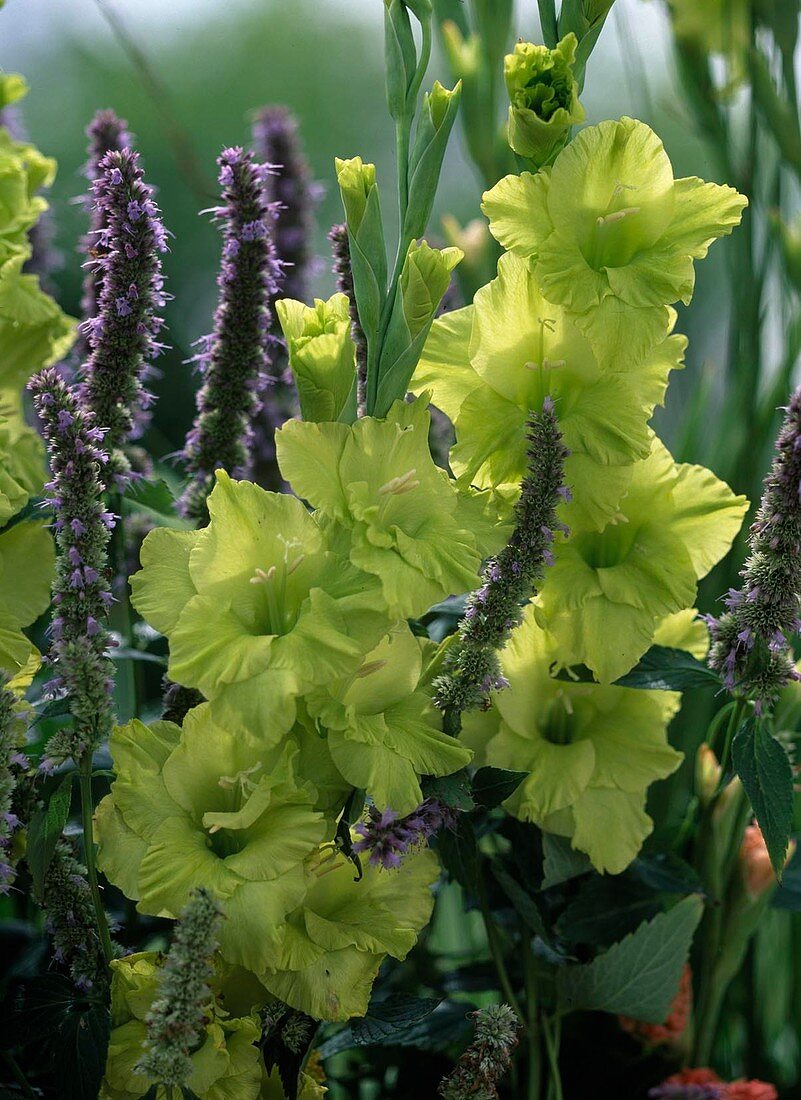Gladiolus 'Green Star' (Baldur) / Gladiolen