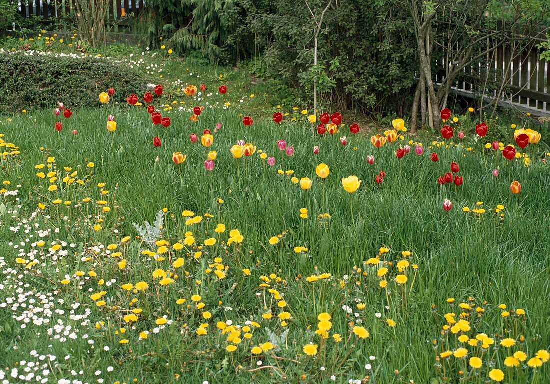 Tulpenwiese