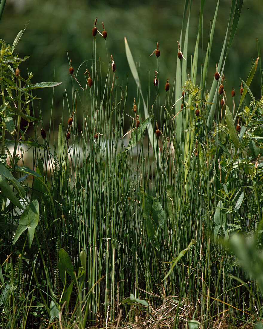 Typha Minima