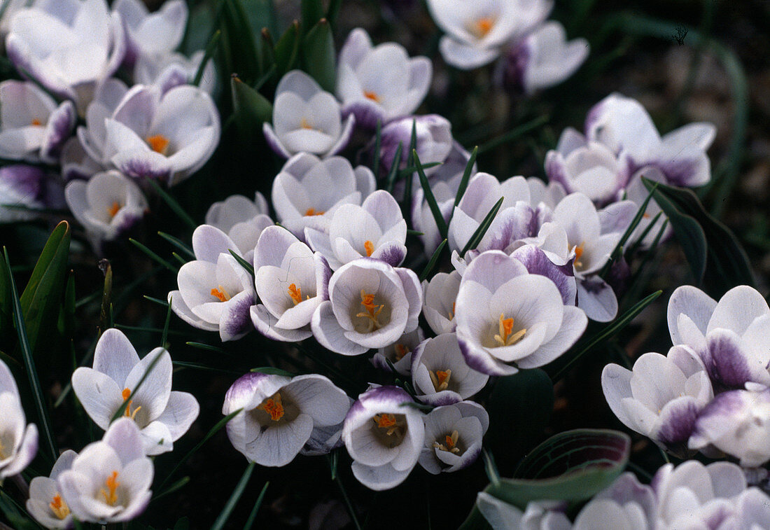 Crocus chrysanthus 'Prins Claus' (snow crocus)