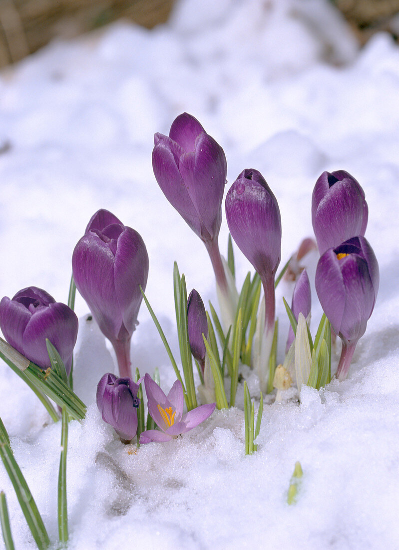 Crocus vernus im Schnee