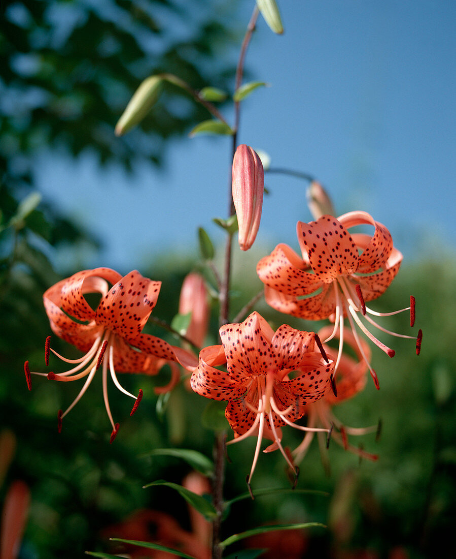 Lilium Tigrinum 'Splendens'