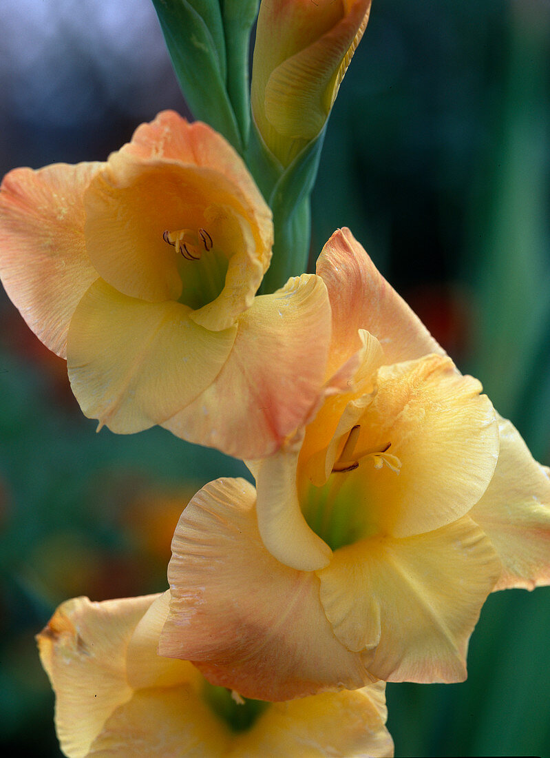 Gladiole - HYBR.