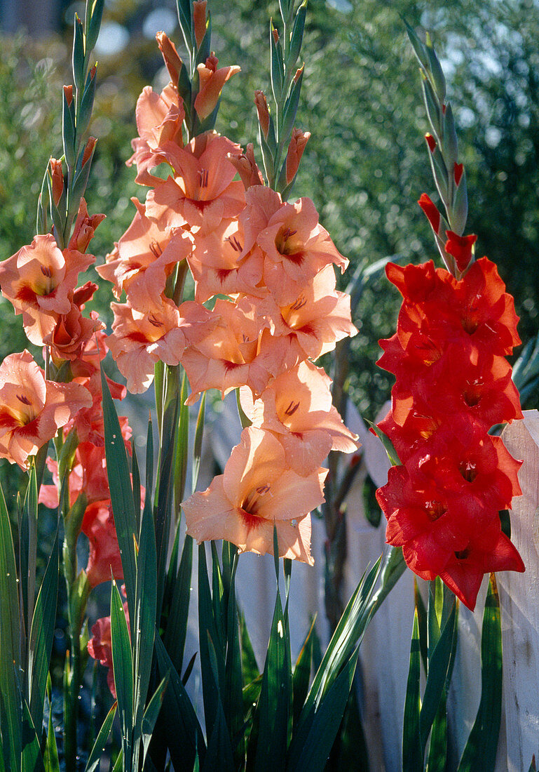 Gladiolus hybrids