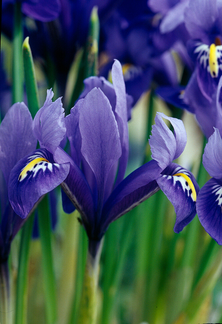 Iris RETICULATA