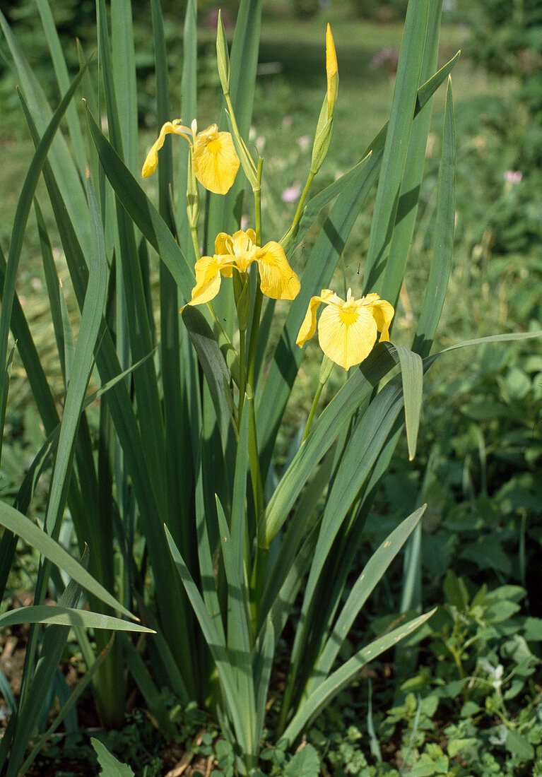 Iris PSEUDACORUS