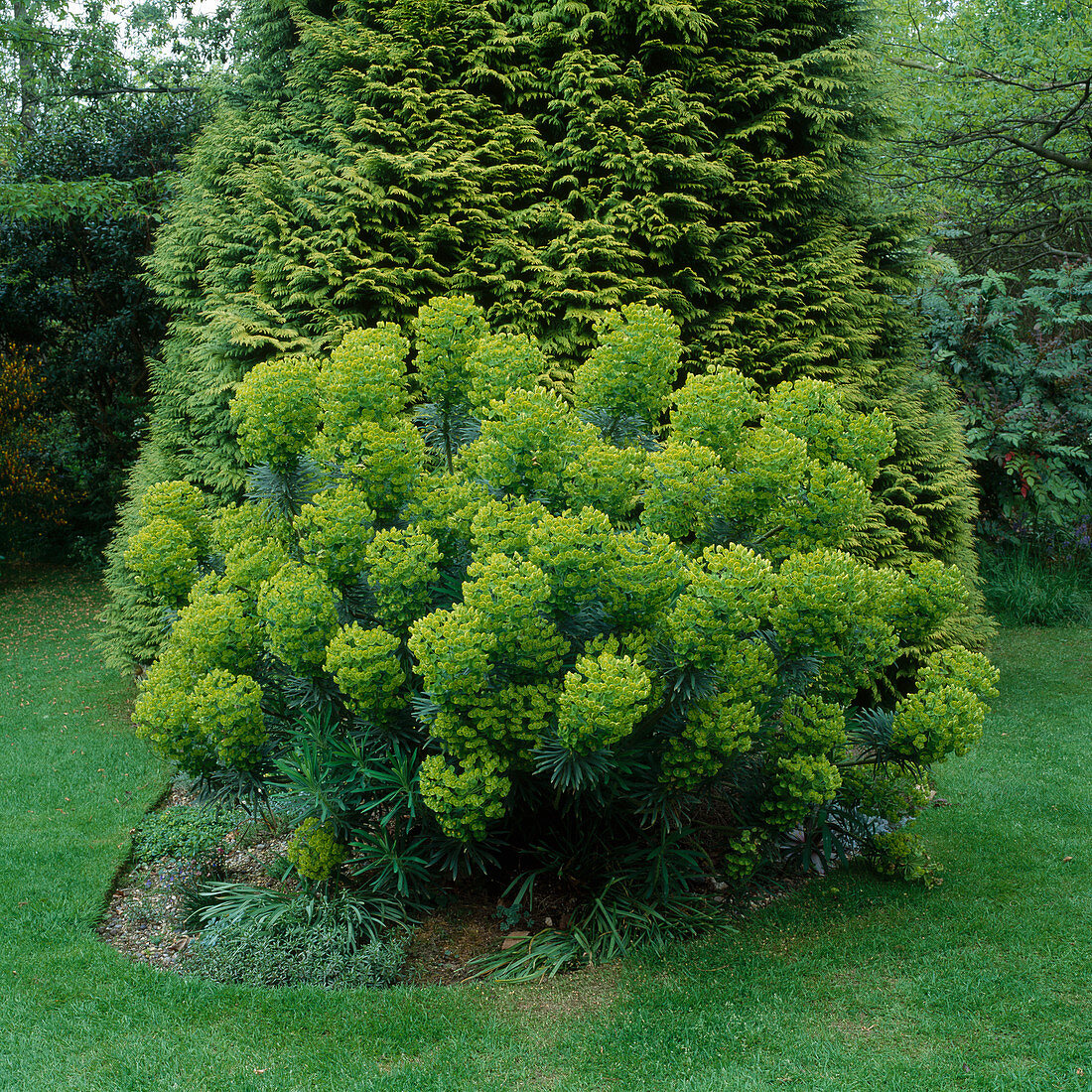 Euphorbia characias wulfenii / Wolfsmilch vor Scheinzypresse