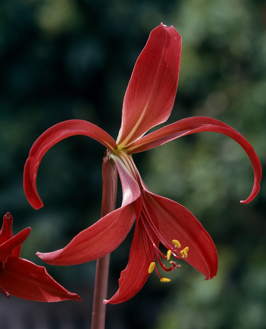 Sprekelia Formisissima