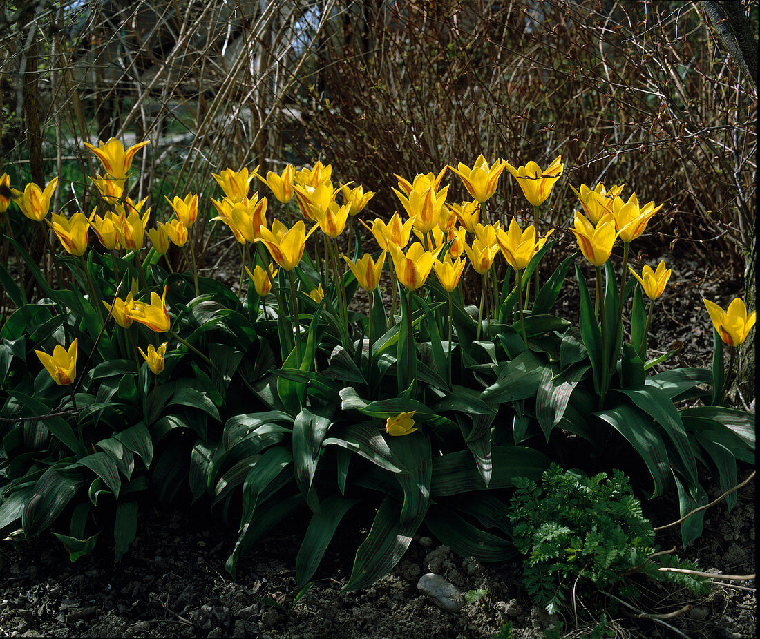 Tulipa kaufmanniana Hybride