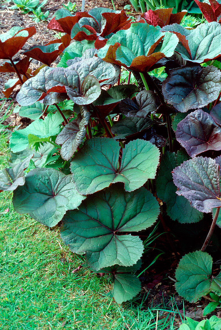 Ligularia dentata 'Desdemona'