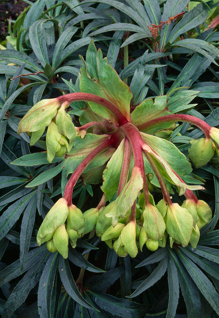 Helleborus foetidus 'Wester Flisk' (Nieswurz)