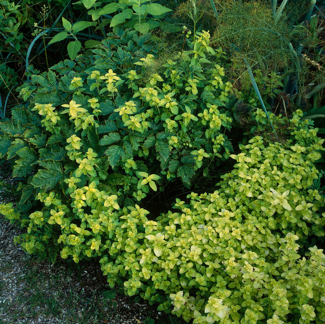 Origanum aurea (Gold-Oregano)