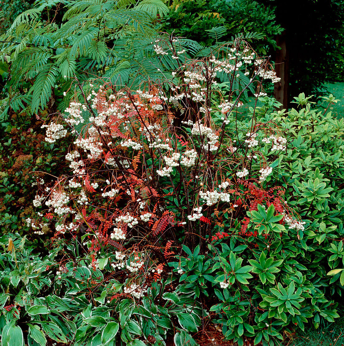 Herbstlaub von Sorbus cashmiriana (Eberesche)