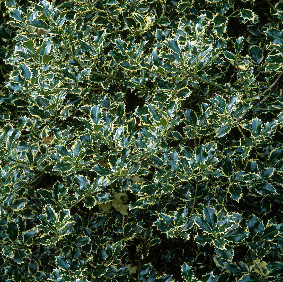 Ilex altaclerensis 'Lawsoniana' (Stechpalme)