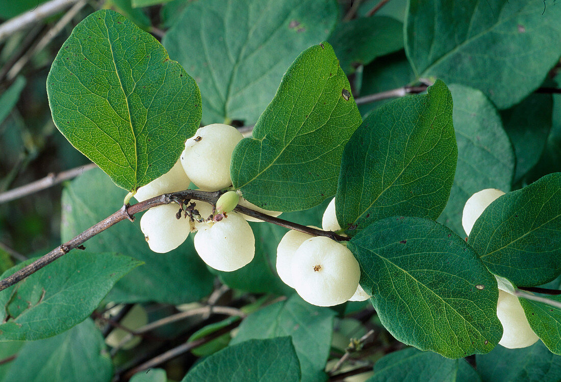 Symphoricarpos albus (Schneebeere , Knallerbse)