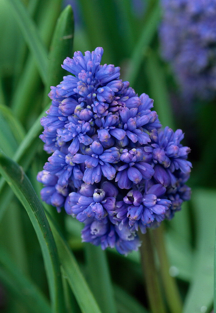 Muscari 'Fantasy CREATION'