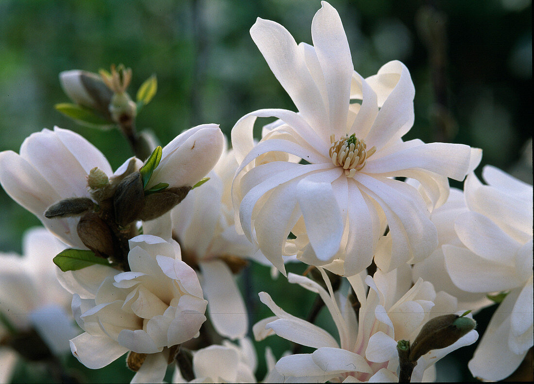 Magnolia stellata 'Waterlily' / gefüllte Sternmagnolie