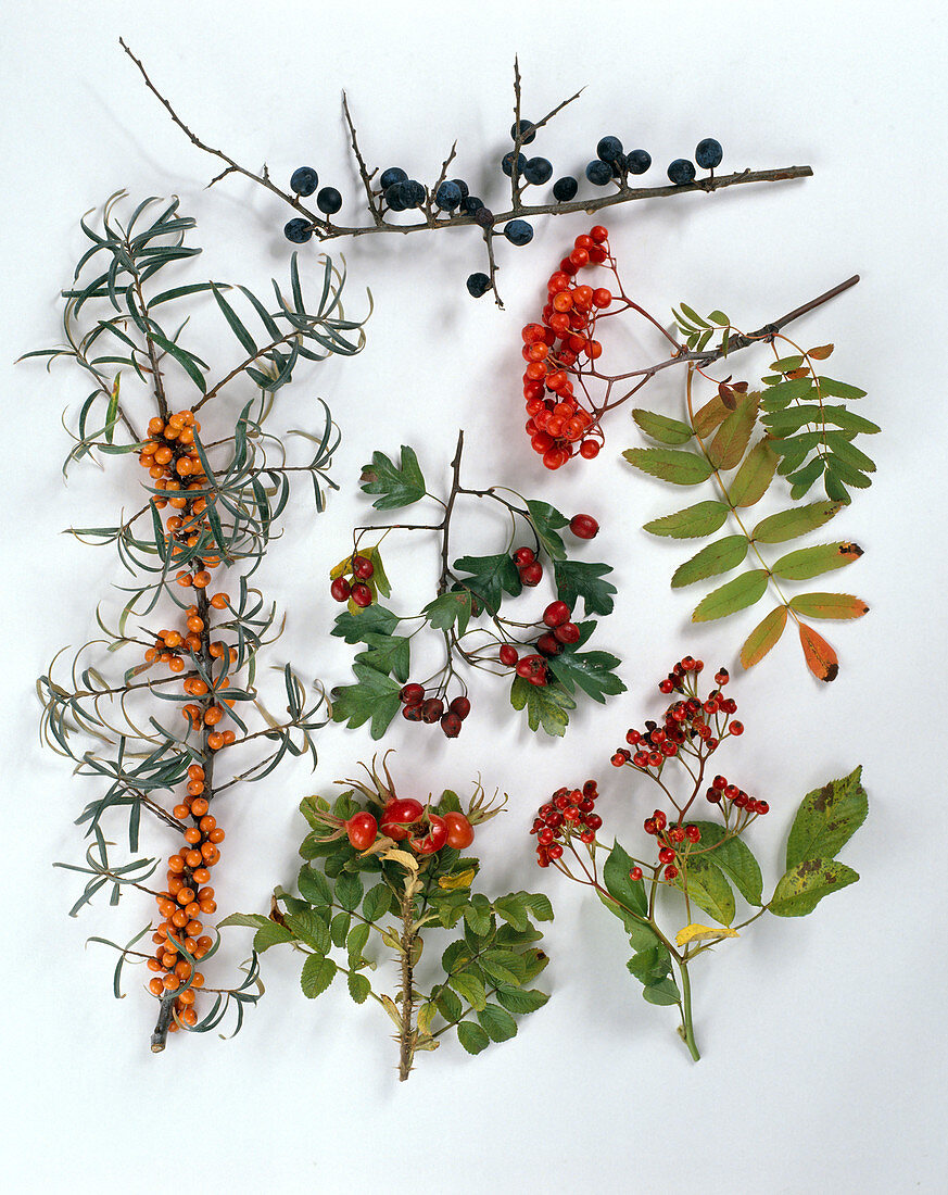 Wild bushes with fruits, blackthorn, rowanberry