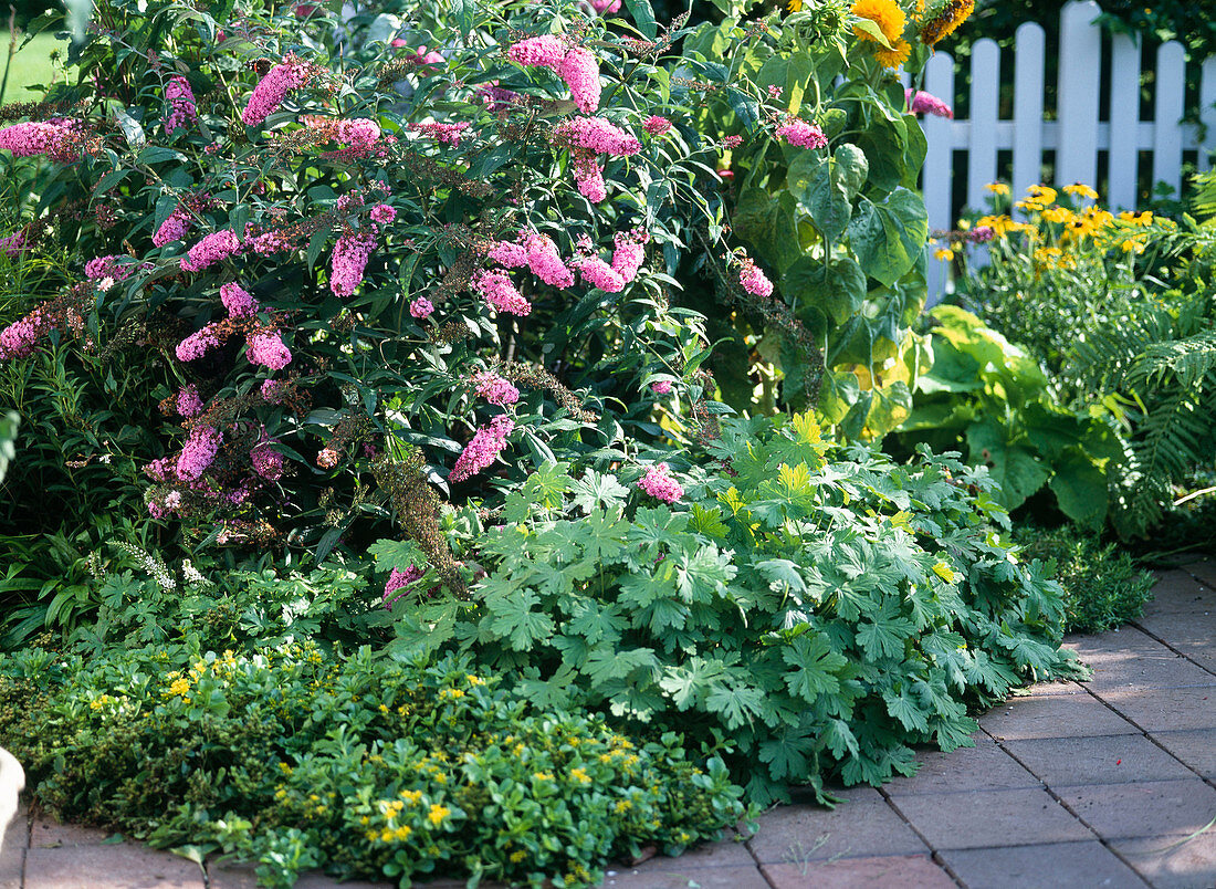 Buddleja davidii (Schmetterlingsstrauch), Heuchera,