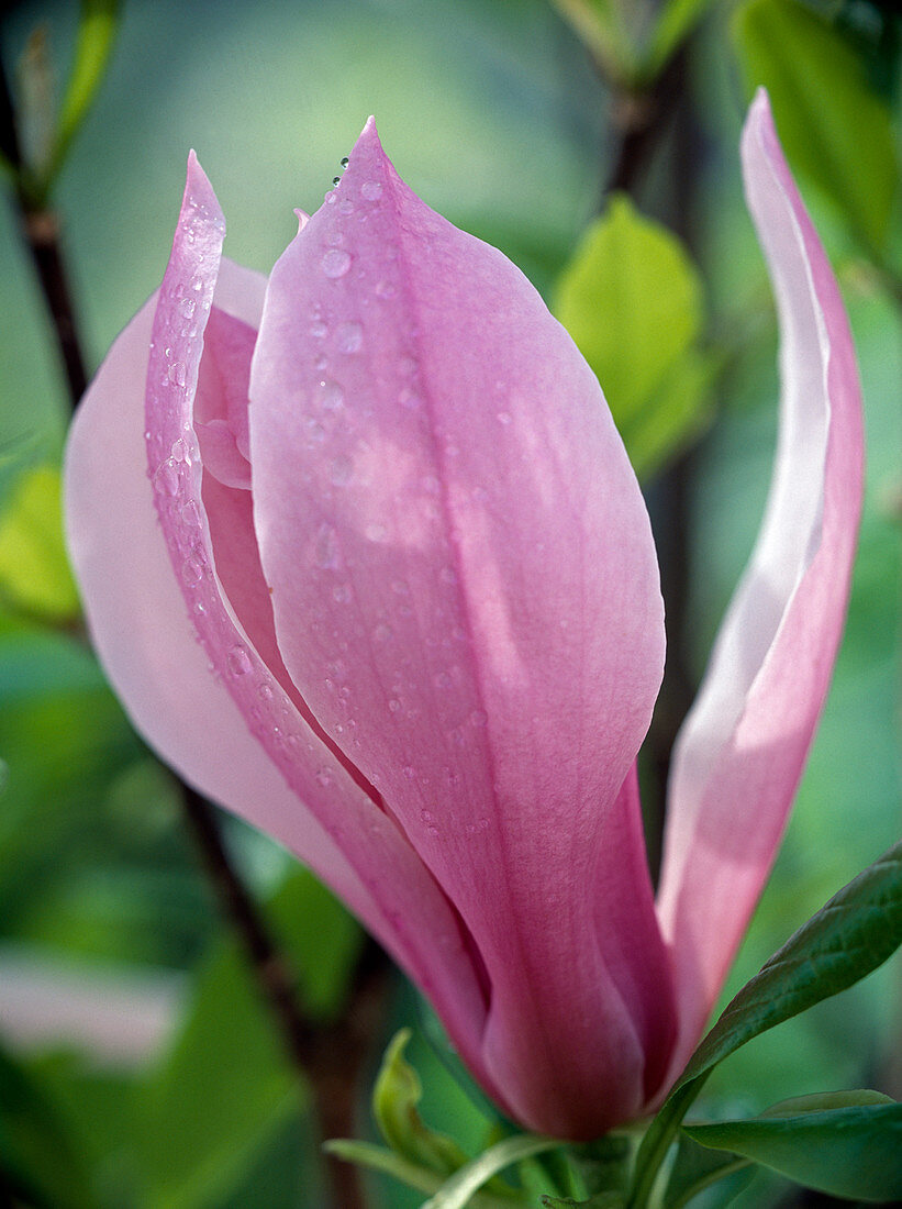 Magnolia soulangeana 'Nigra'